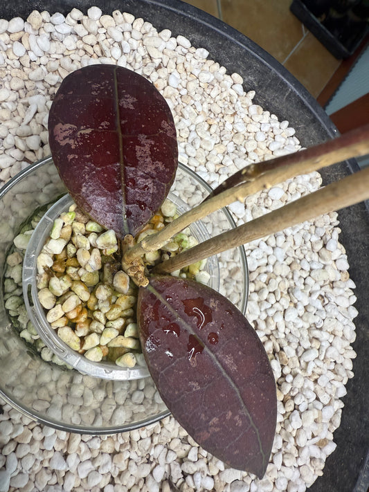 Hoya AFF Lambii - AL