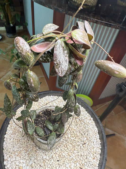 Hoya Sigillatus - HS