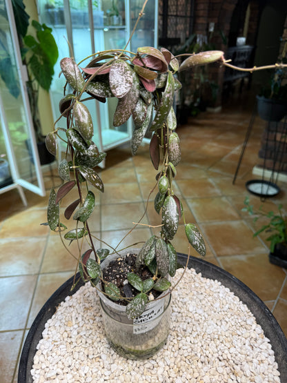Hoya Sigillatus - HS