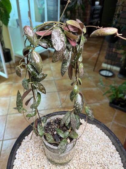 Hoya Sigillatus - HS