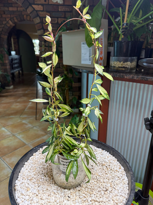 Hoya lacunosa Variegated- HLV