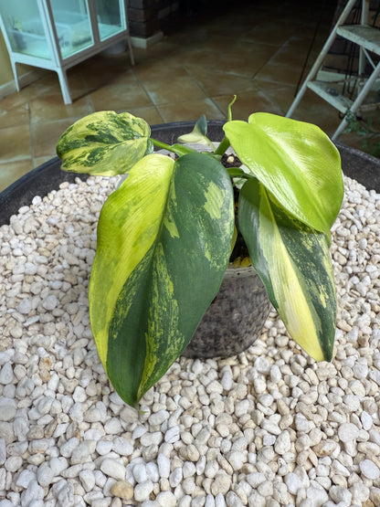 Philodendron Bipenfolium Variegated - PBV 5