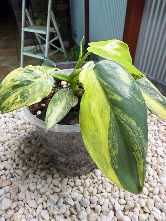Philodendron Bipenfolium Variegated - PBV 5