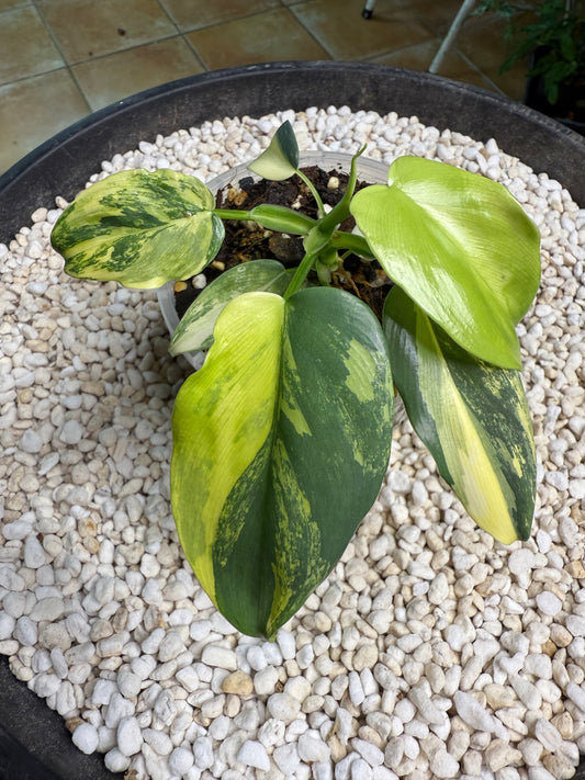 Philodendron Bipenfolium Variegated - PBV 5