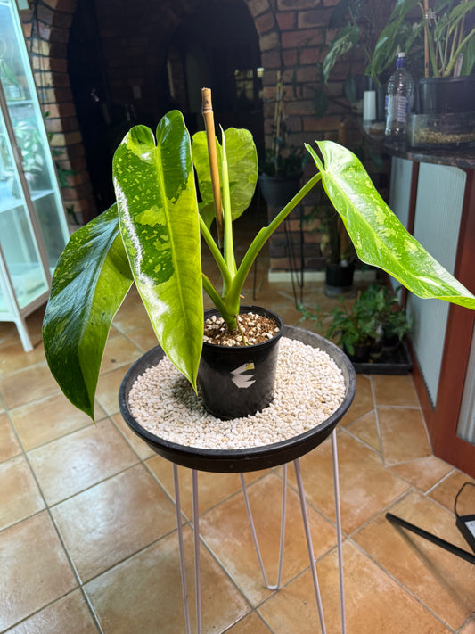 Philodendron Jose Buono - PJB