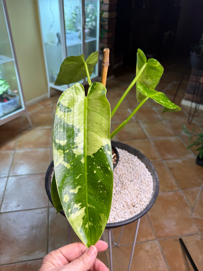 Philodendron Jose Buono - PJB