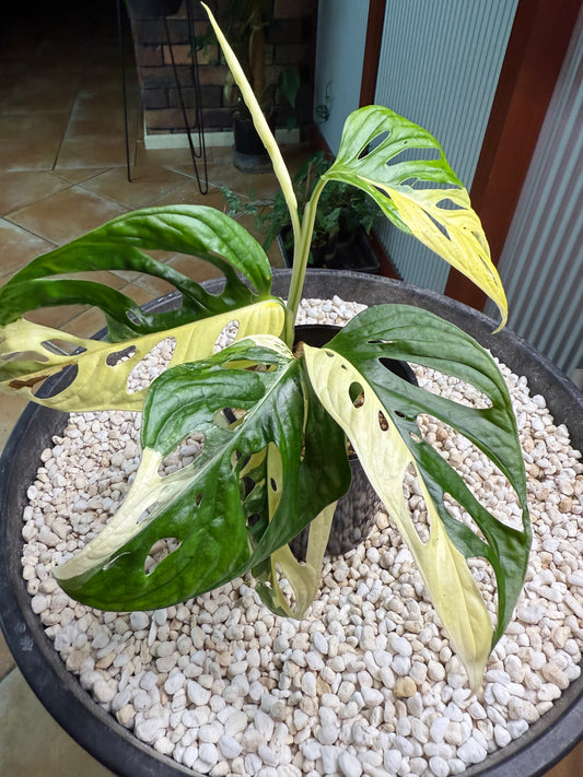 Monstera Adansonii Variegated - MA1