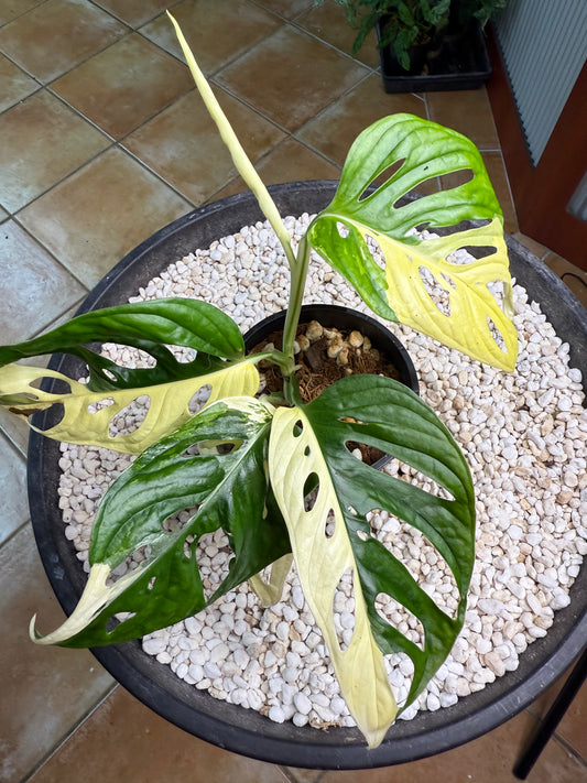 Monstera Adansonii Variegated - MA1