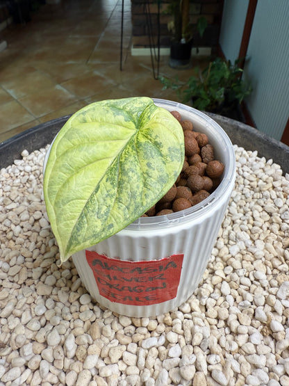 Alocasia Dragon scale Silver - ASDS