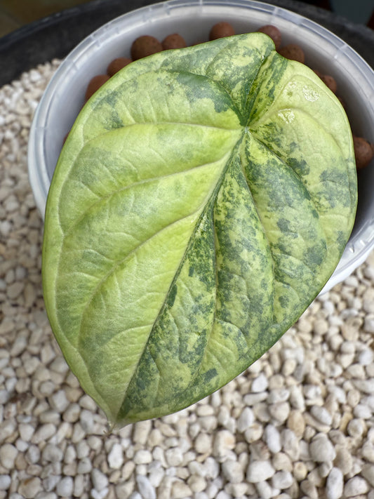 Alocasia Dragon scale Silver - ASDS