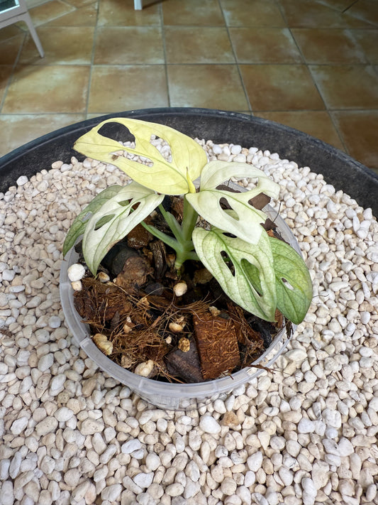 Monstera Adansonii White Mint (the real deal/not mottled) - MAM1