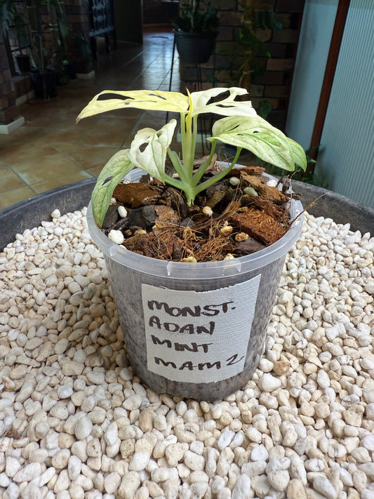 Monstera Adansonii White Mint (the real deal/not mottled) - MAM1