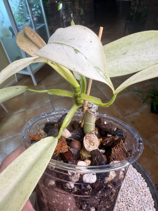 Philodendron Whipple Way - PWW4