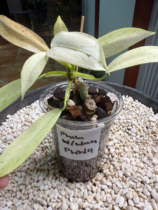 Philodendron Whipple Way - PWW4
