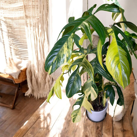 3XL Variegated Philodendron Florida Beauty