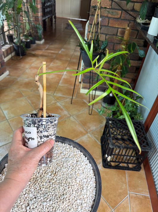 Philodendron Polypioides non tc