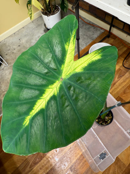 Colocasia Light Pilar