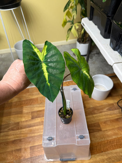 Colocasia Light Pilar