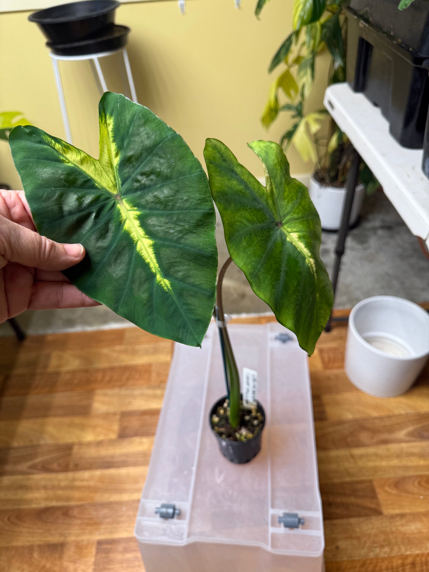 Colocasia Light Pilar