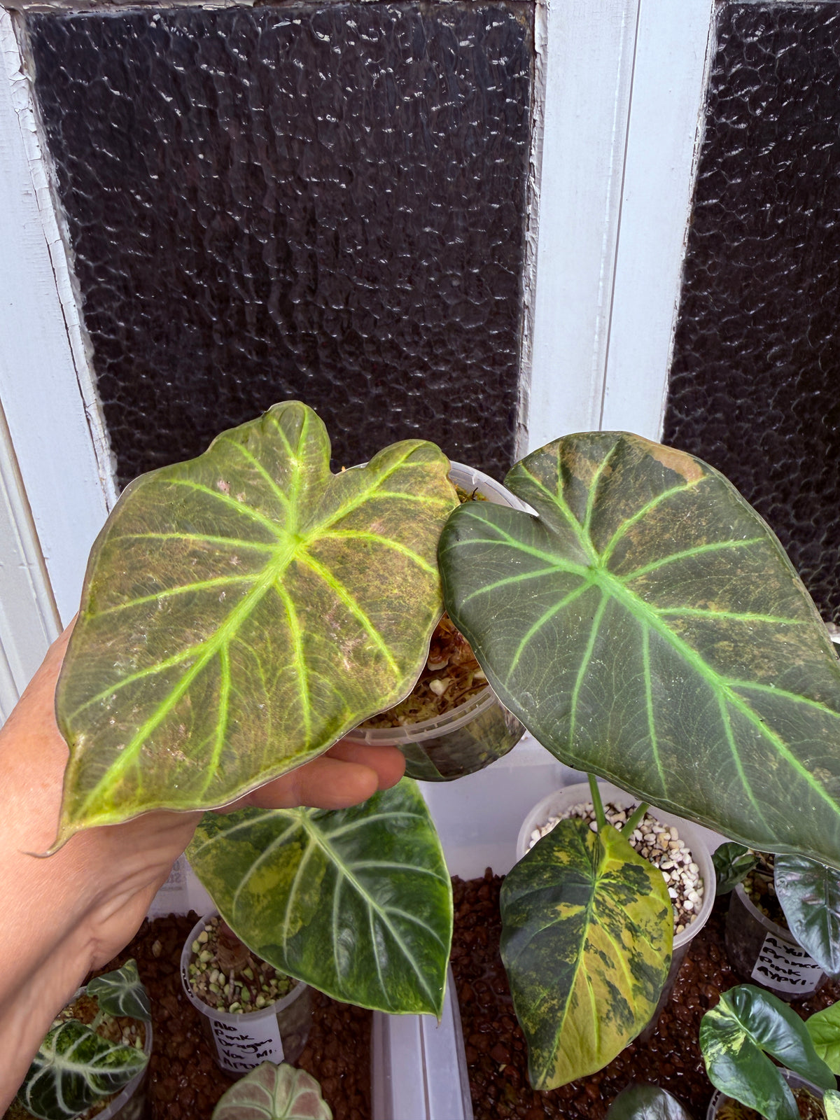 Alocasia Regale Shield - Corm Grown 🌿 L8
