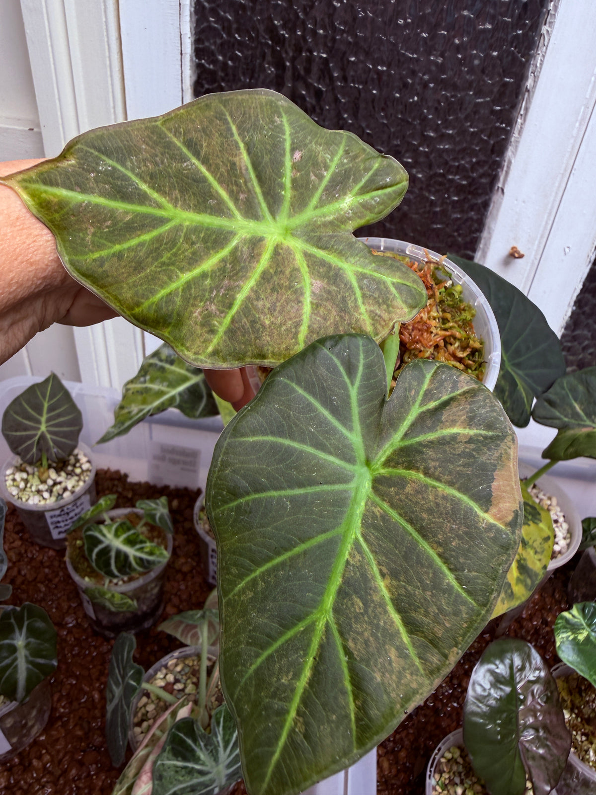 Alocasia Regale Shield - Corm Grown 🌿 L8