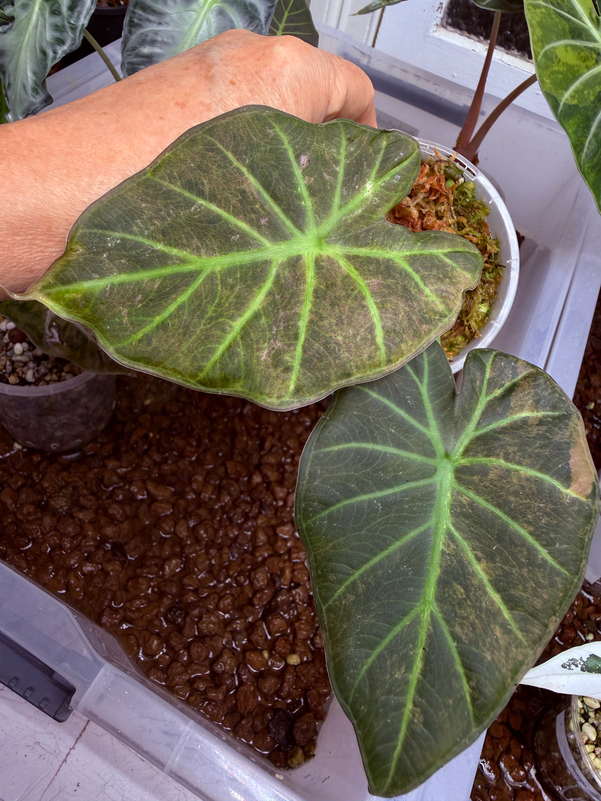 Alocasia Regale Shield - Corm Grown 🌿 L8