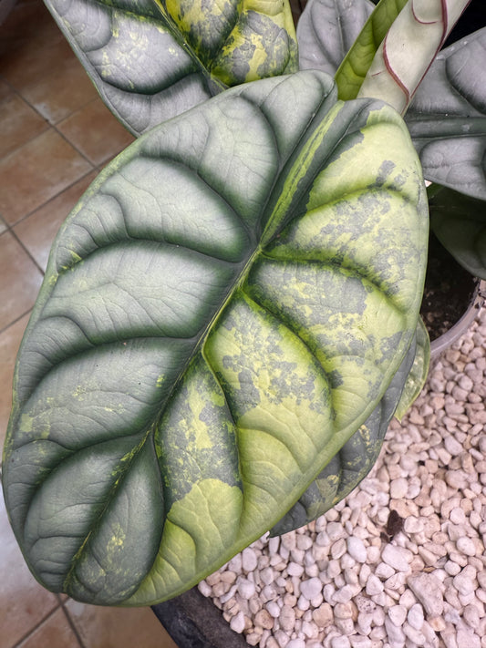 Alocasia Silver Dragon Variegated -ASDV