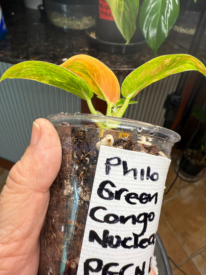 Philodendron Green Congo Nuclear - PGNC 1