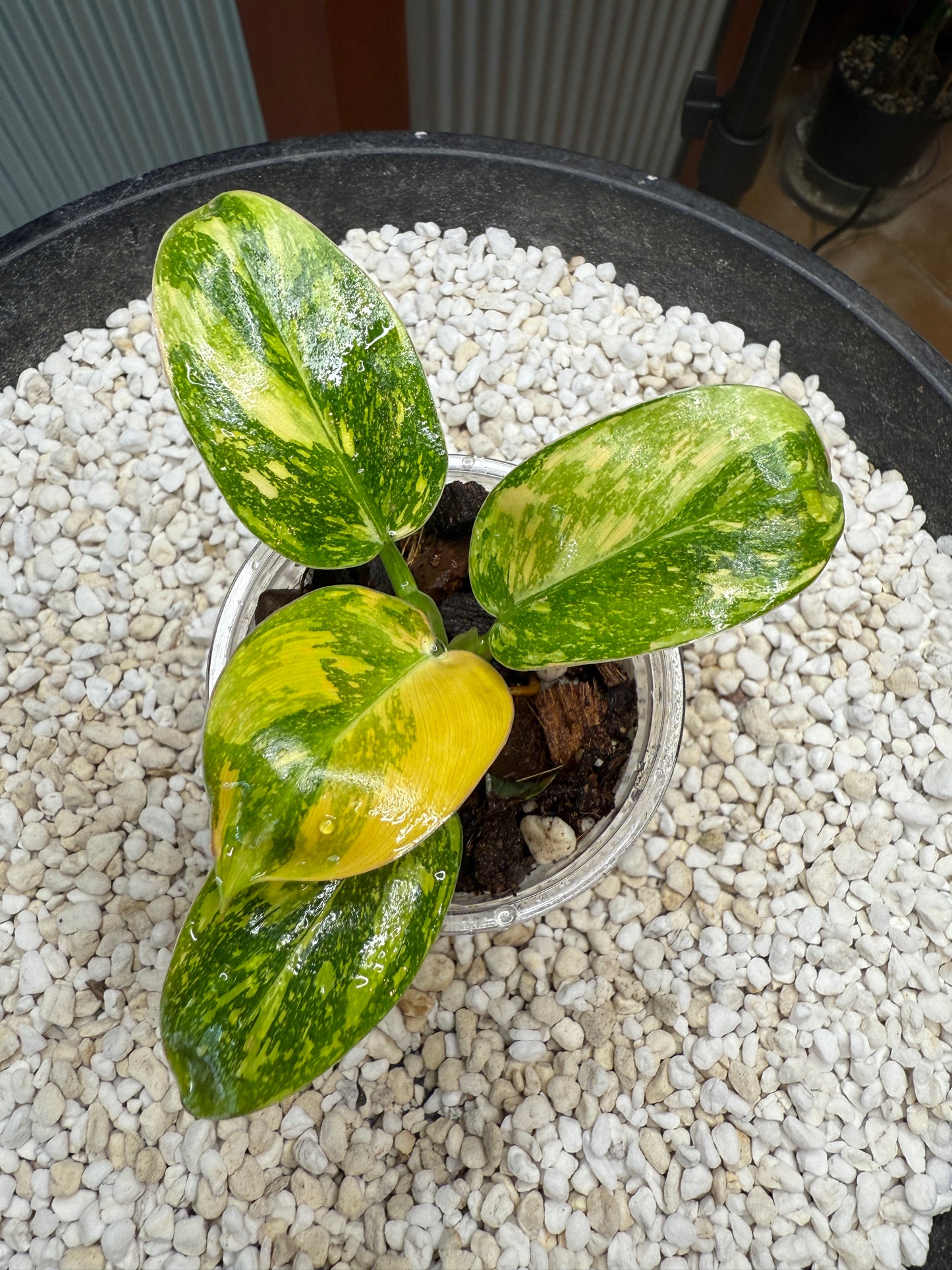 Philodendron Green Congo Nuclear - PGNC 1