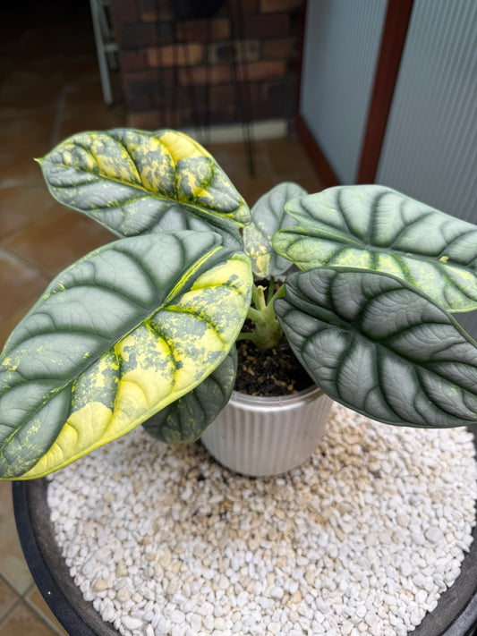 Alocasia Silver Dragon Variegated -ASDV