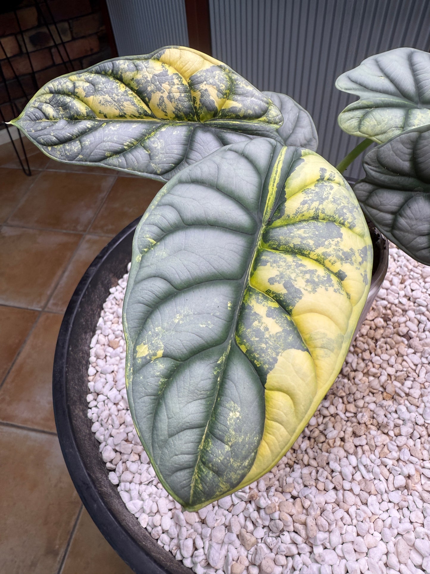 Alocasia Silver Dragon Variegated -ASDV