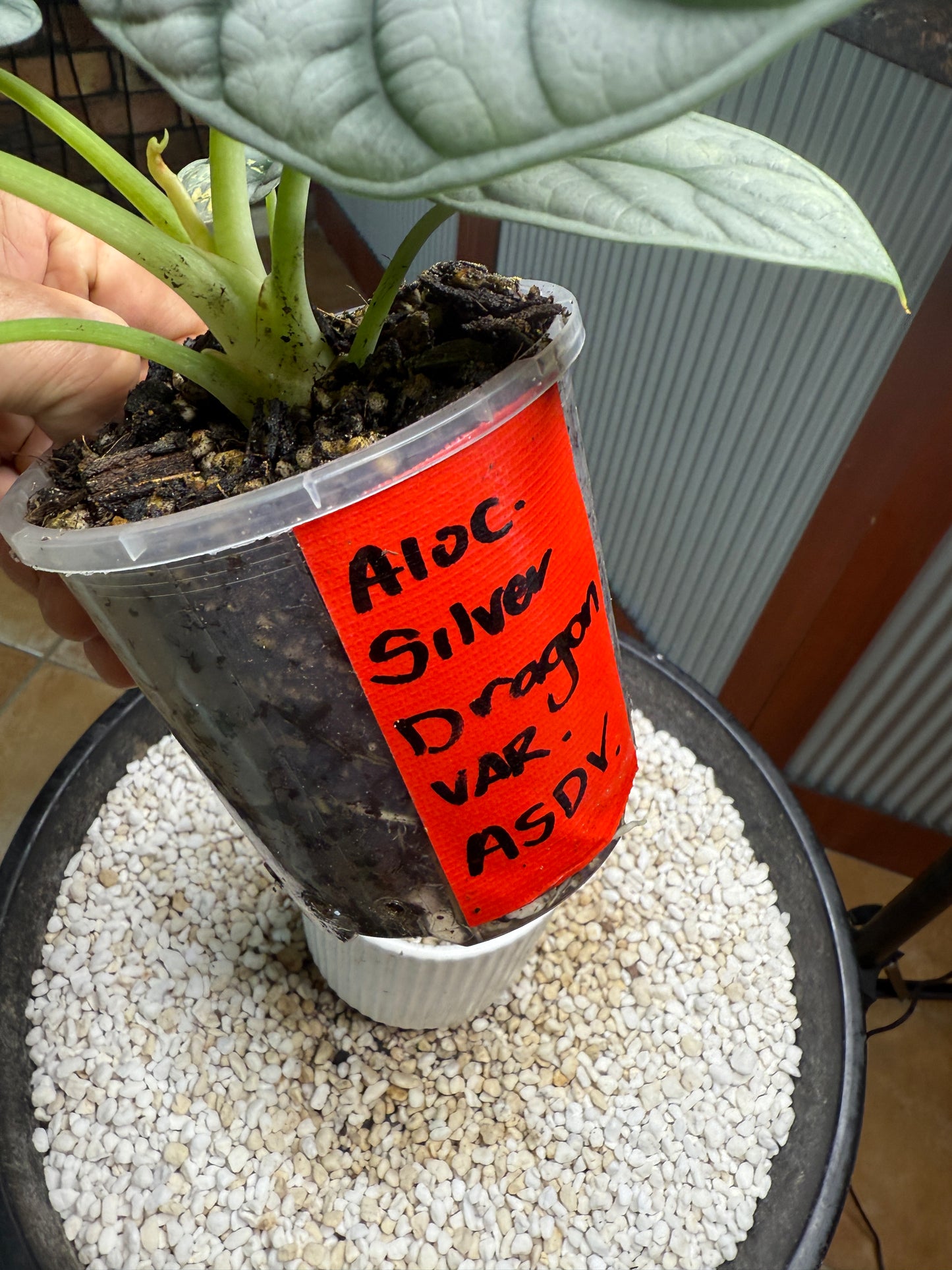 Alocasia Silver Dragon Variegated -ASDV