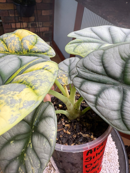 Alocasia Silver Dragon Variegated -ASDV