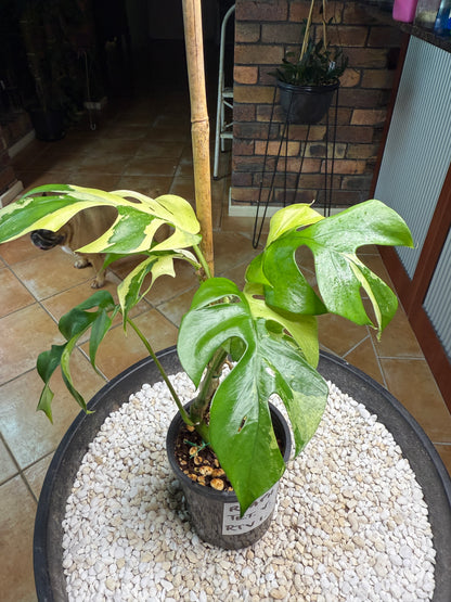 Rhaphidophora Tetrasperma Variegated - RTV1