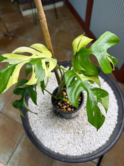 Rhaphidophora Tetrasperma Variegated - RTV1