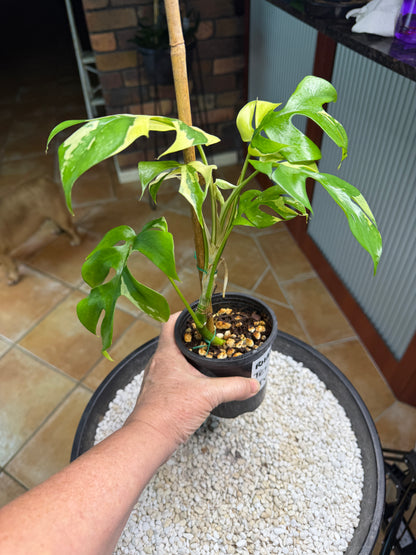 Rhaphidophora Tetrasperma Variegated - RTV1