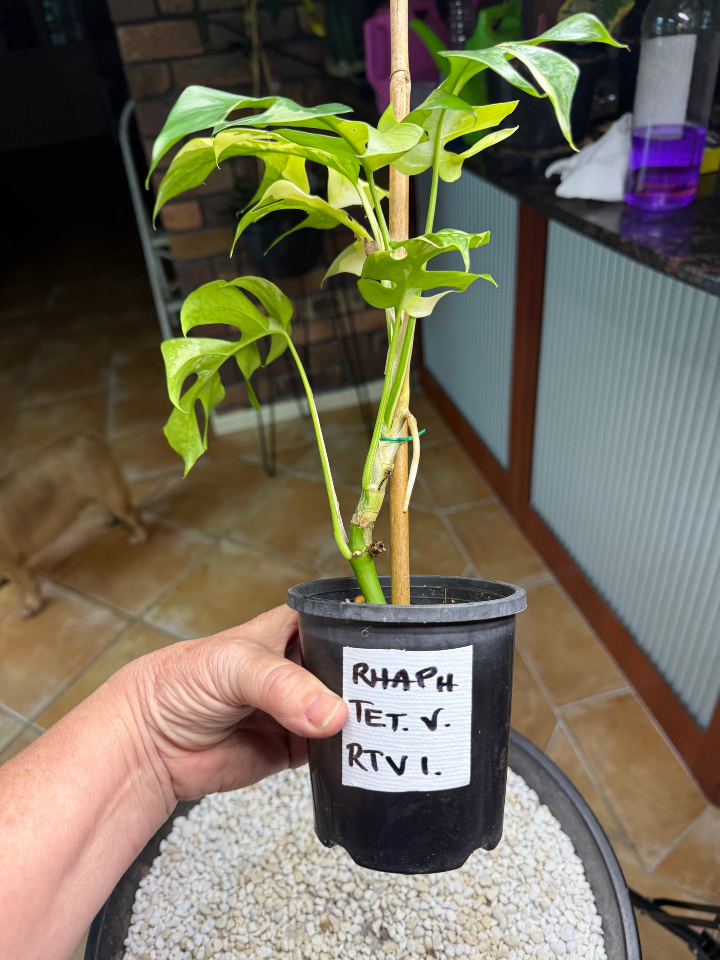 Rhaphidophora Tetrasperma Variegated - RTV1