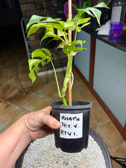 Rhaphidophora Tetrasperma Variegated - RTV1