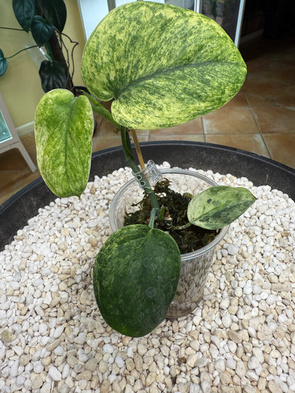 Scindapsus Crème Brulee - F4A