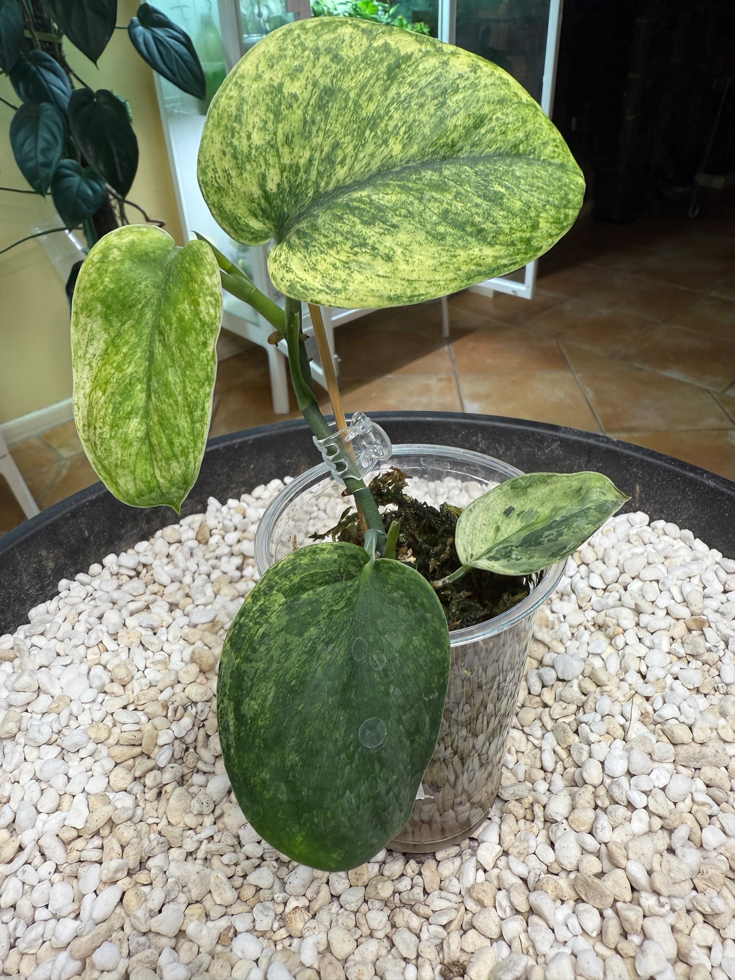 Scindapsus Crème Brulee - F4A