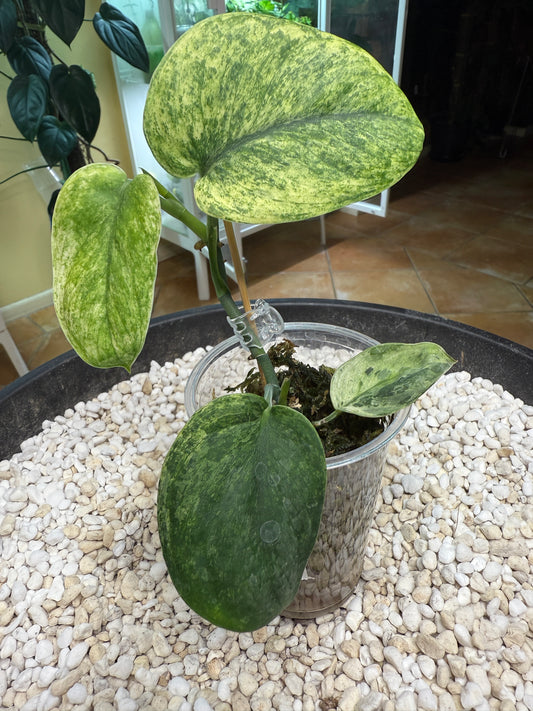 Scindapsus Crème Brulee - F4A