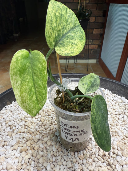 Scindapsus Crème Brulee - F4A