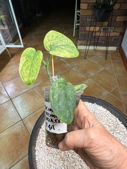 Scindapsus Crème Brulee - F4A