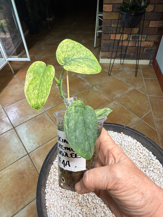 Scindapsus Crème Brulee - F4A