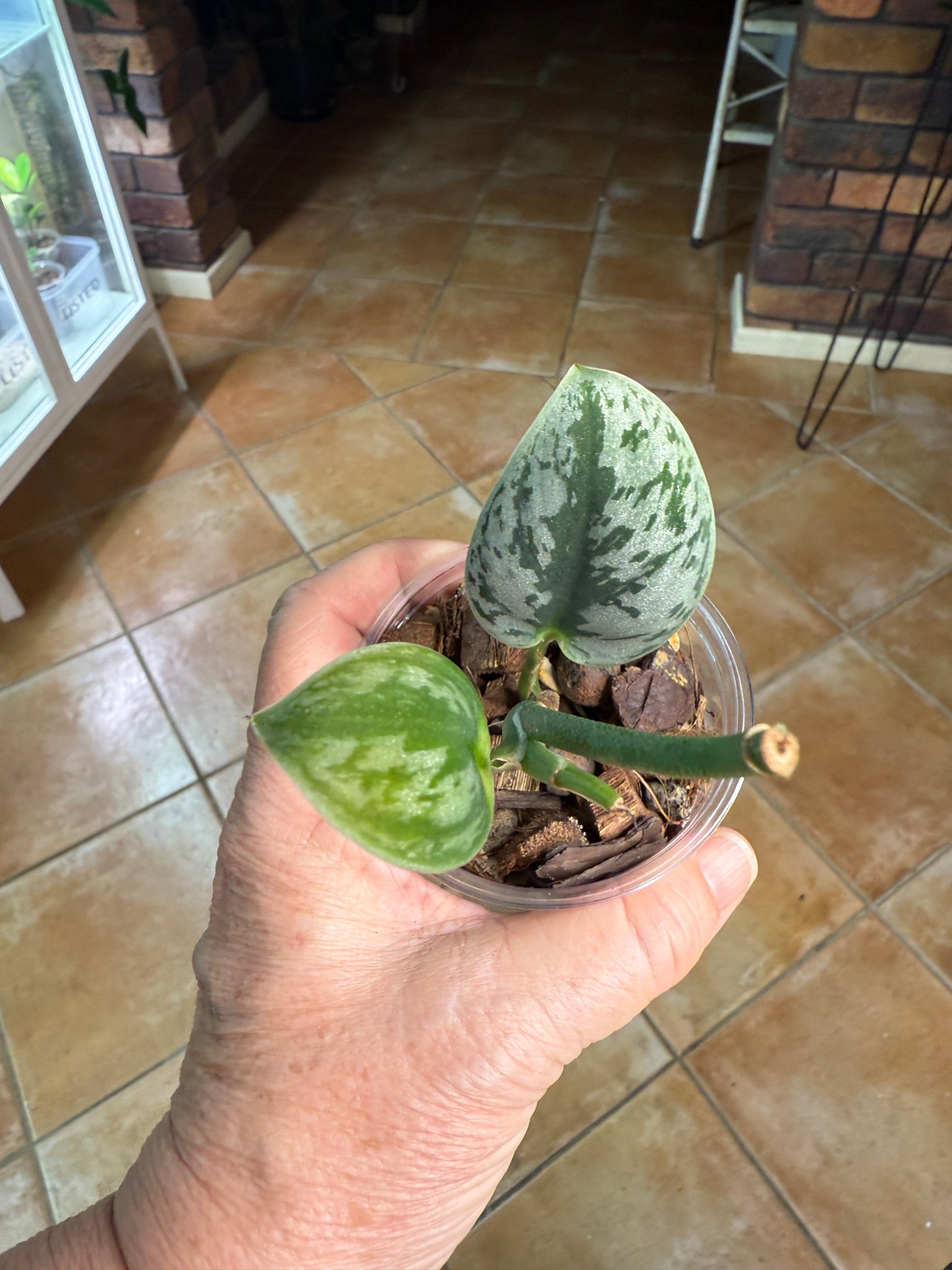 Scindapsus Hologram - L1A