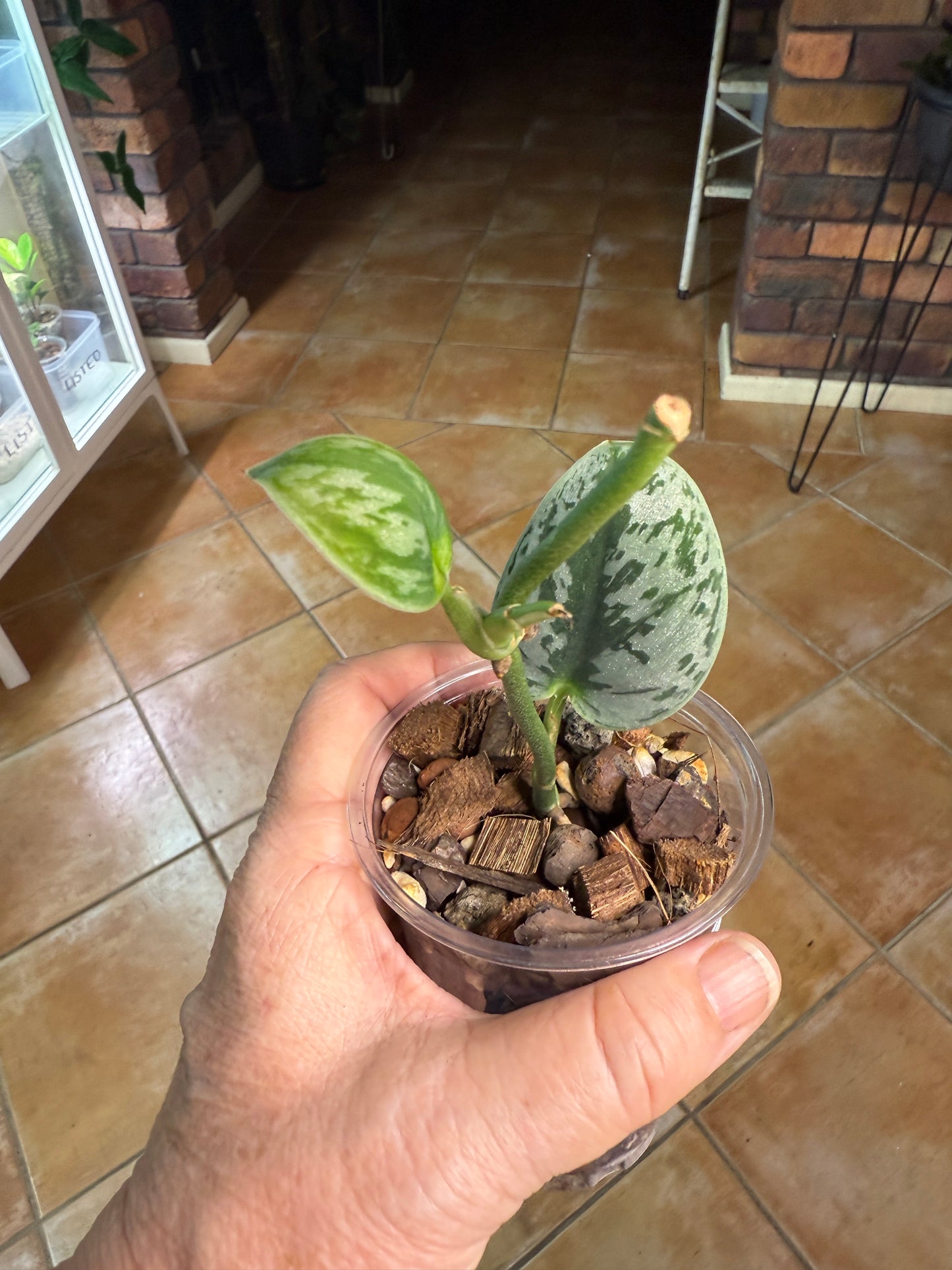 Scindapsus Hologram - L1A