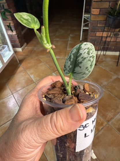 Scindapsus Hologram - L1A