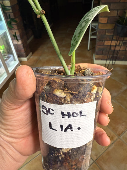 Scindapsus Hologram - L1A