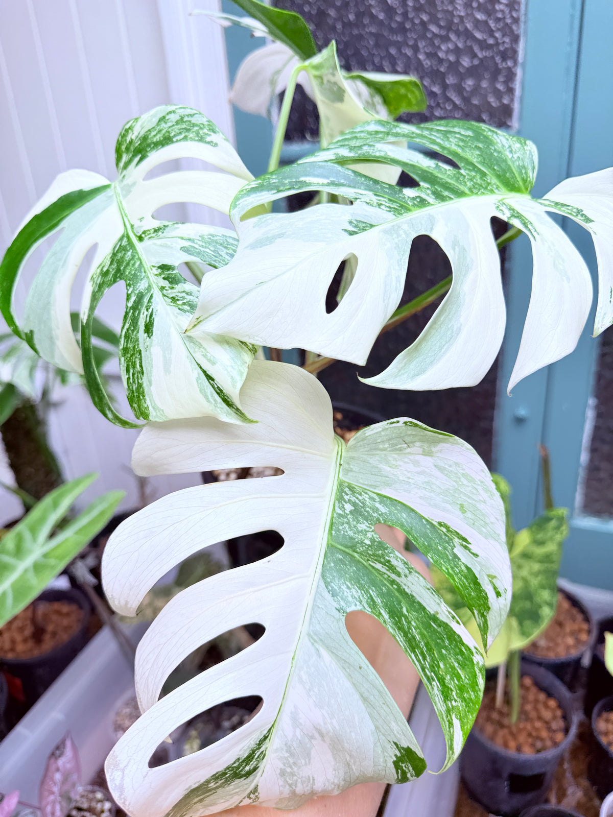 Monstera Albo - 2