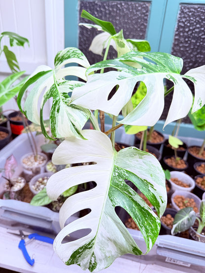 Monstera Albo - 2